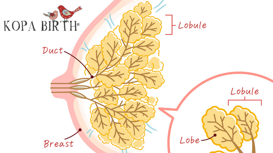 Breast Anatomy