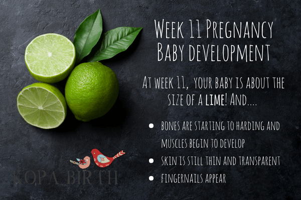 Week 11 Pregnancy Fruit