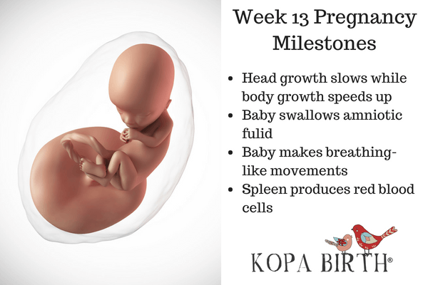 Week 13 Pregnancy Milestones