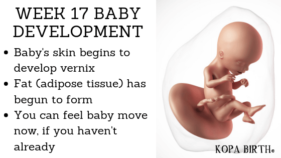 Week 17 Pregnancy Baby Development