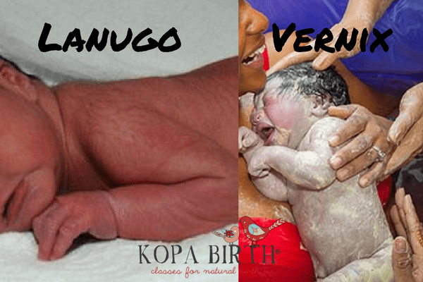 Week 20 Pregnancy lanugo vernix