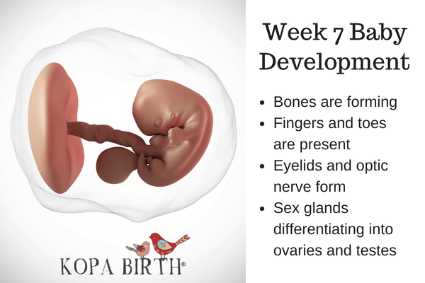 Week 7 Pregnancy Baby Development