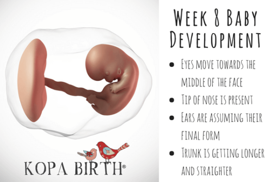 8 Weeks Pregnant: Symptoms, Belly Bump, & Twins | Kopa Birth®