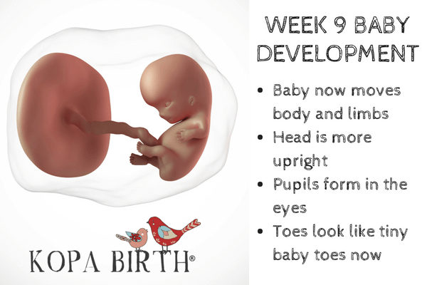 Week 9 Pregnancy Baby Size No Symptoms Headaches Kopa Birth 