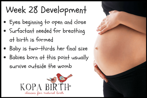 week 28 pregnancy development