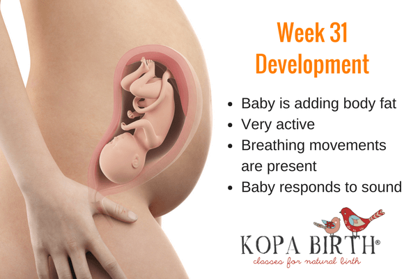 week 31 pregnancy baby development